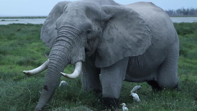 AMBOSELI TOUR 2020 VIDEO